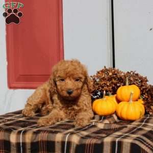 Havanah, Miniature Poodle Puppy